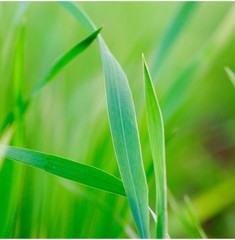 Grass background - selective focus. Wheaten field 