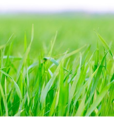 Grass background - selective focus. Wheaten field 