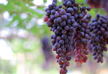 purple red grapes with green leaves on the vine. fresh fruits