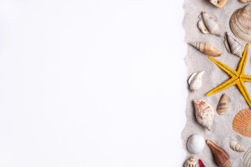 Seashells and starfish on a white background. Copy space for you