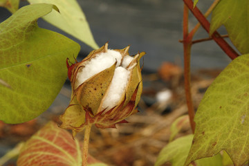A cotton flower blooms beautifully.