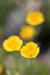 yellow californian poppy