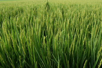 稔り始めた稲穂