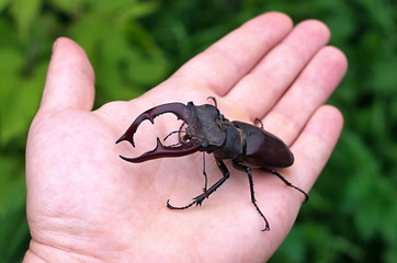 stag beetle on the palm, on a background of green leaves
