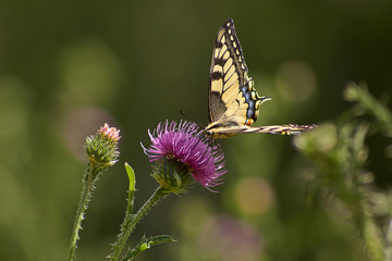 Butterfly feeding on flowers.