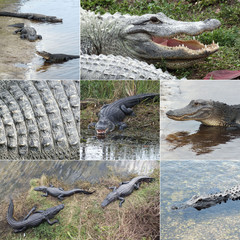Alligators