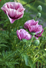 Pink poppies in the Botanical garden