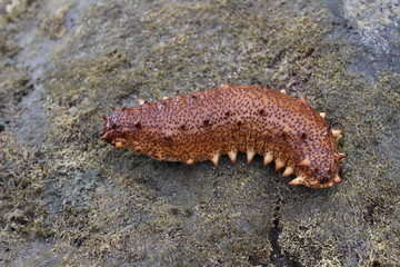 Pepino de mar, Holothuria sanctori