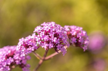 Selective focus of purple violet flower