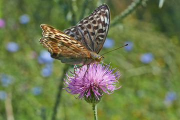 Swallowtail butterfly.