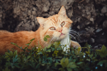 Naklejka na ściany i meble Red cat lies among the wet grass