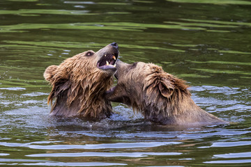 Braunbär - Ursus arctos