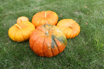 Orange pumpkins on a grass in a garden in the fall