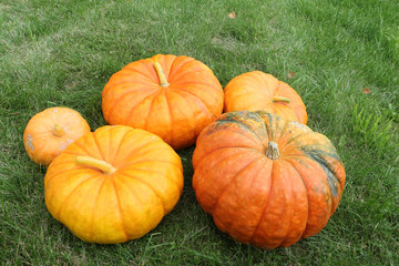 Orange pumpkins on a grass in a garden in the fall