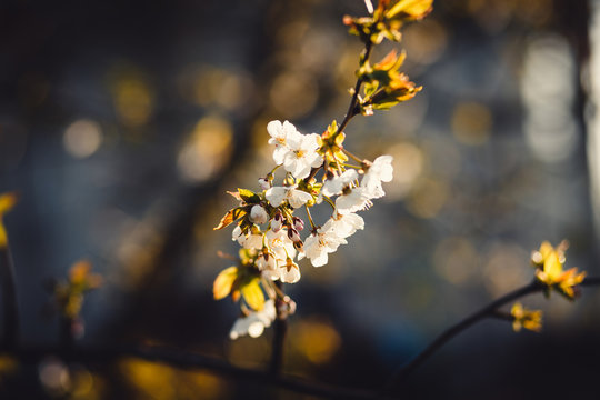 Fototapeta Closeup of white bloom on brown tree