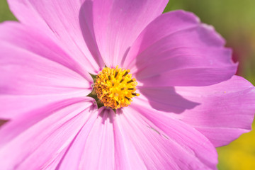 Obraz premium Cosmos flowers blooming in the garden