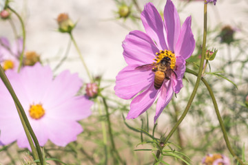 Obraz premium Cosmos flowers blooming in the garden