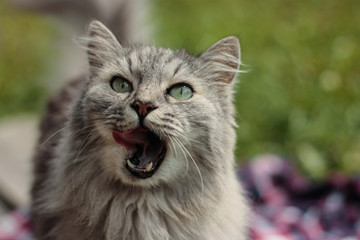Cat licks its face. Облизывающийся кот