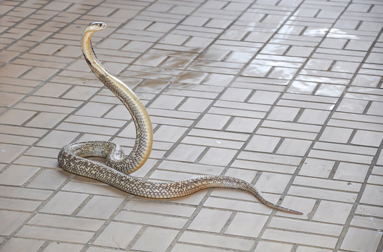 King cobra at the Snake Farm or Queen Saowapha Memorial Institute