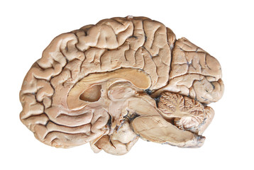 Real human half brain anatomy isolated on white background