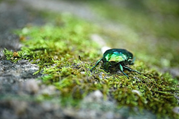 Chafer on moss, closeup