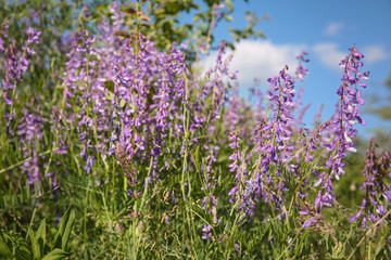 Wildflowers on meadow