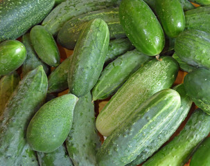 Cucumbers background. Lot of fresh green vegetables.