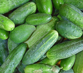 Cucumbers background. Lot of fresh green vegetables.