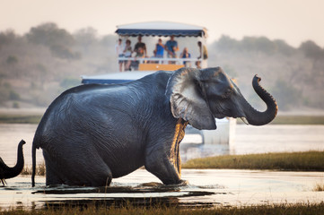 Obraz premium Turyści ogląda słonia krzyżuje rzekę w Chobe parku narodowym w Botswana, Afryka; Koncepcja safari podróżnego i podróży w Afryce