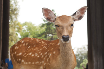 One of the famous sacred sika deers in Nara, Japan