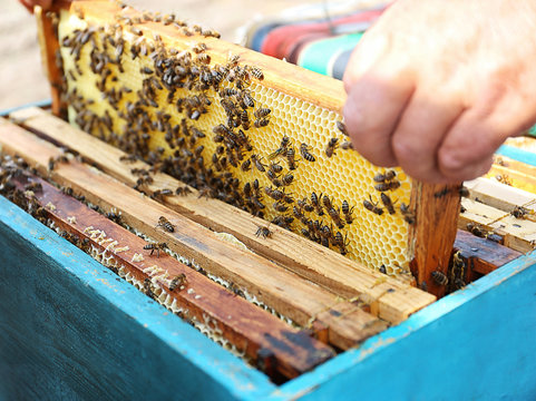 Man getting out frame with honeycomb from beehive