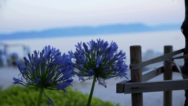 It is early morning in the holiday resort. We can see two beautiful blue flowers in the front of the video. Close-up shot.
