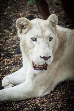Weißer Löwe 1