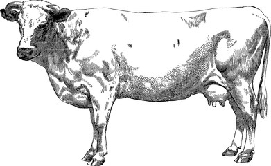 Vintage image cow  