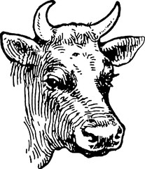 Vintage image cow head