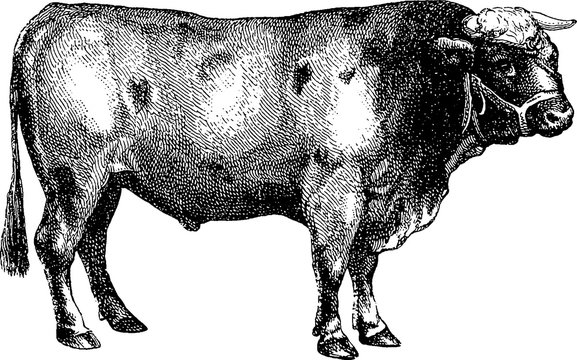 Vintage image bull