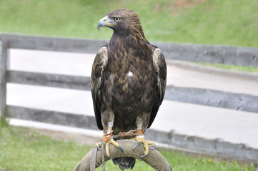 Golden eagle (Aquila chrysaetos) perched on an artificial innkeeper