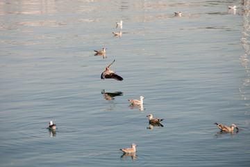 Seagulls floating on a calm sea
