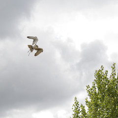 Common kestrel (Falco tinnunculus) flying during a falconry session