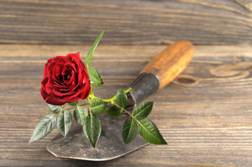 Garden concept still life with rose and gardener's trowel.