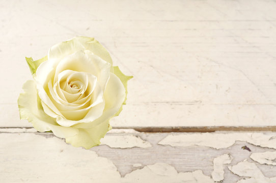 Single white rose over white wooden background.