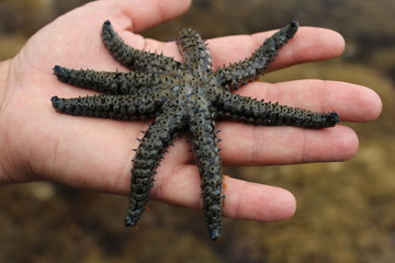 Estrella de mar, Coscinasterias tenuispina