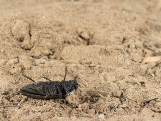 Closeup dead black beetle  (Capnodis tenebrionis) on sand in garden. Fight with insect. Extermination.