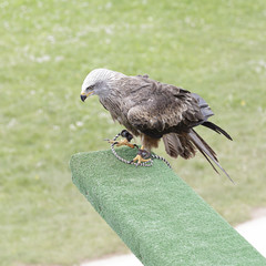 Black kite (Milvus migrans) perched on an innkeeper during a falconry session