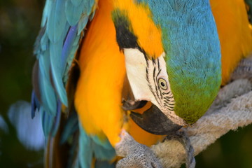 Ara © Christelle.delforge