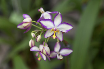 Beautiful orchid from the garden in Thailand