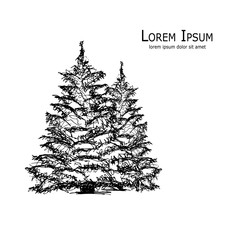 Pine tree, art sketch for your design