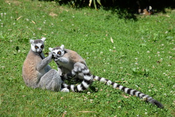 Couple de lémurien