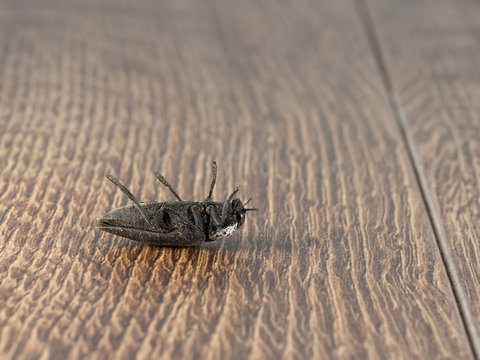 Closeup dead black beetle  (Capnodis tenebrionis) on flooring in house. Fight with insect. Extermination.
