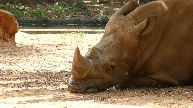 4K : Close up Rhinoceros is sleeping. High quality, Ultra HD, 3840x2160.
